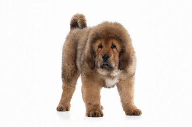 Tibetli mastiff köpek yavrusu