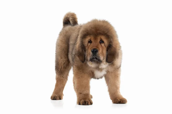 Tibetan mastiff puppy — Stock Photo, Image