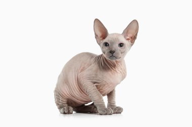 Don sphynx kedi yavrusu