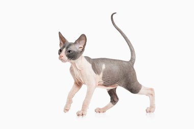 Don sphynx kedi yavrusu