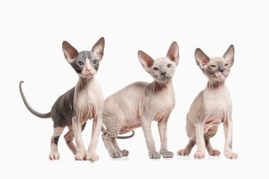 Birkaç Don sphynx yavru kedi