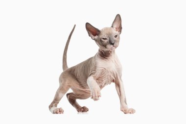 Don sphynx kedi yavrusu