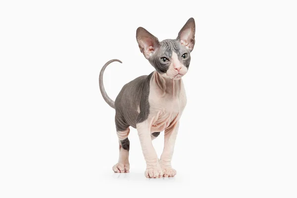 Don sphynx kedi yavrusu — Stok fotoğraf