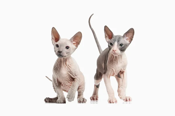 Birkaç Don sphynx yavru kedi — Stok fotoğraf