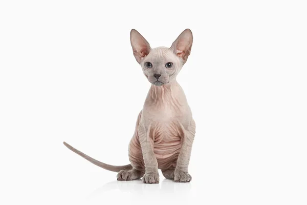 Don sphynx kedi yavrusu — Stok fotoğraf