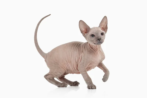 Gatito Don sphynx — Foto de Stock