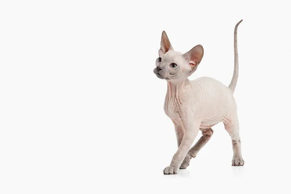 Don sphynx kedi yavrusu — Stok fotoğraf