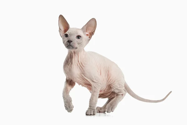 Don sphynx kedi yavrusu — Stok fotoğraf