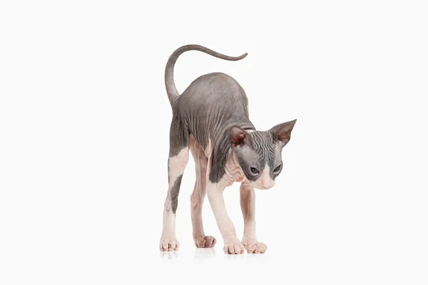 Don sphynx kedi yavrusu — Stok fotoğraf