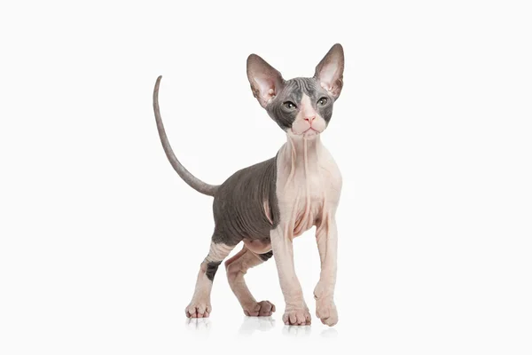 Don sphynx kedi yavrusu — Stok fotoğraf