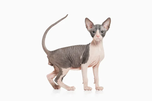 Don sphynx kedi yavrusu — Stok fotoğraf