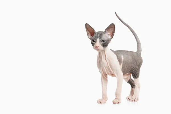 Don sphynx kedi yavrusu — Stok fotoğraf