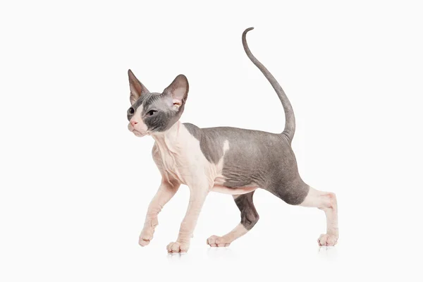 Gatito Don sphynx — Foto de Stock