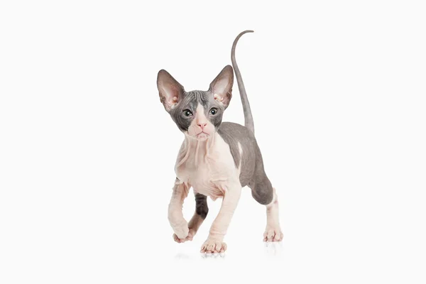 Don sphynx kedi yavrusu — Stok fotoğraf