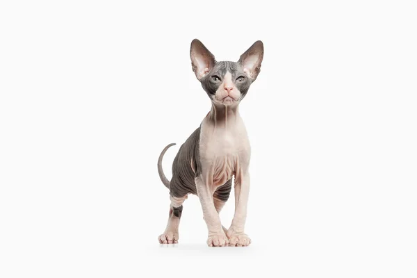 Don sphynx kedi yavrusu — Stok fotoğraf