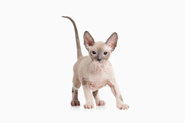 Don sphynx kedi yavrusu — Stok fotoğraf