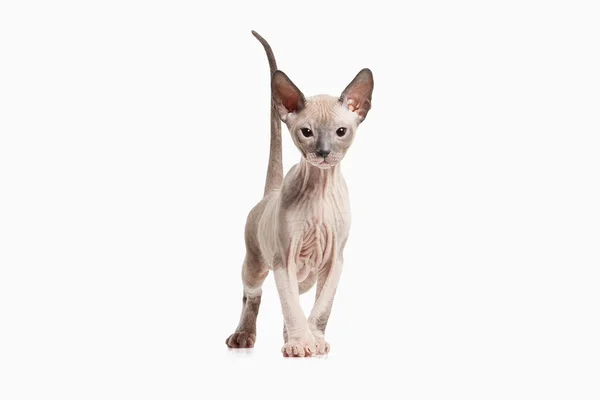 Don sphynx kedi yavrusu — Stok fotoğraf