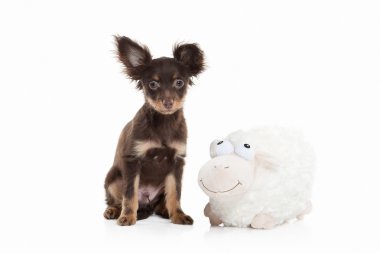 Rus oyuncak terrier yavrusu