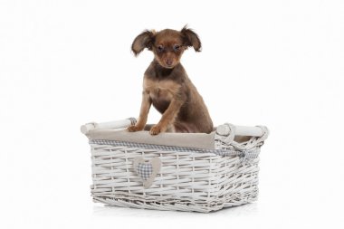 Rus oyuncak terrier yavrusu