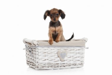 Rus oyuncak terrier yavrusu