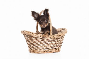 Rus oyuncak terrier yavrusu