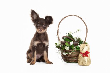 Rus oyuncak terrier yavrusu