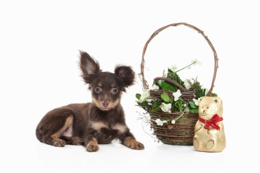 Rus oyuncak terrier yavrusu