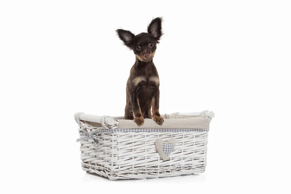 Russian toy terrier puppy — Stock Photo, Image