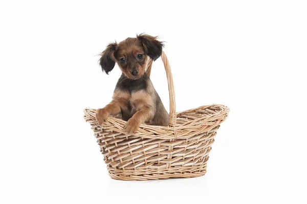 Rysk toy terrier valp — Stockfoto