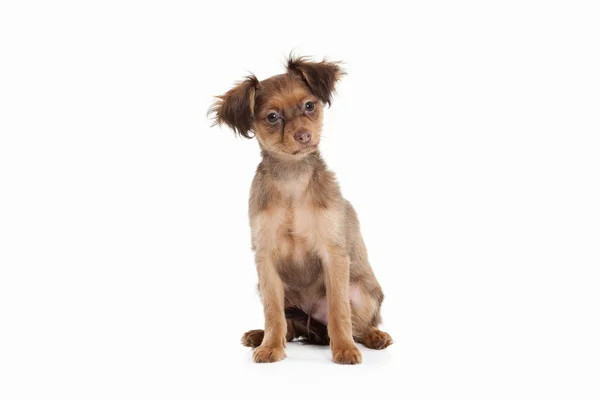 Cachorrinho terrier brinquedo russo — Fotografia de Stock