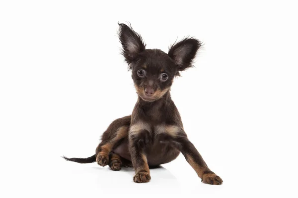 Russische toy Terriër pup — Stockfoto