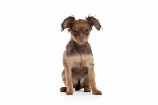 Rus oyuncak terrier yavrusu — Stok fotoğraf