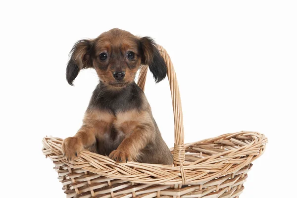 Rysk toy terrier valp — Stockfoto