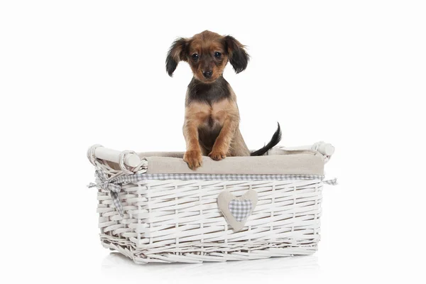 Russian toy terrier puppy — Stock Photo, Image