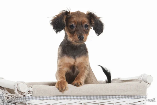 Russischer Toy Terrier Welpe — Stockfoto