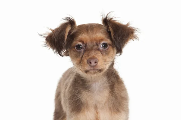 Russischer Toy Terrier Welpe — Stockfoto