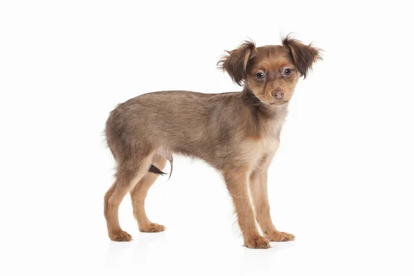 Russian toy terrier puppy — Stock Photo, Image