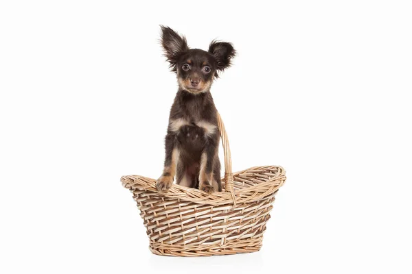 Russian toy terrier puppy — Stock Photo, Image