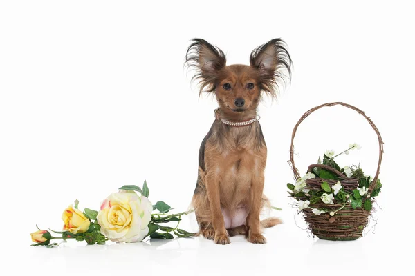 Rusa juguete terrier cachorro —  Fotos de Stock