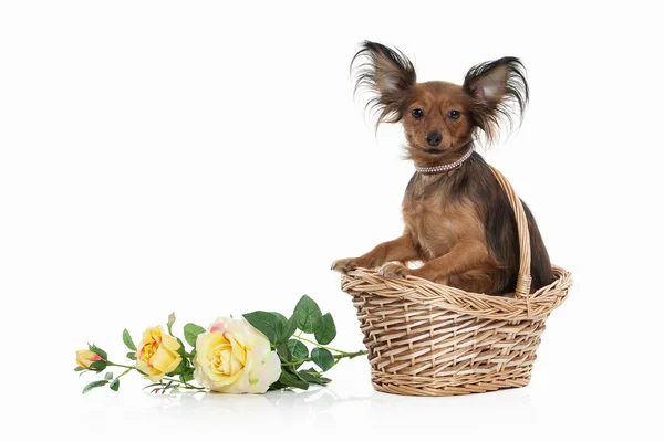 Cachorrinho terrier brinquedo russo — Fotografia de Stock