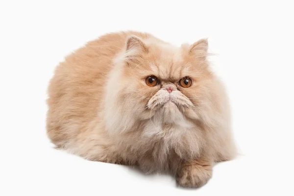 Кэт. Красный персидский кот на белом фоне — стоковое фото