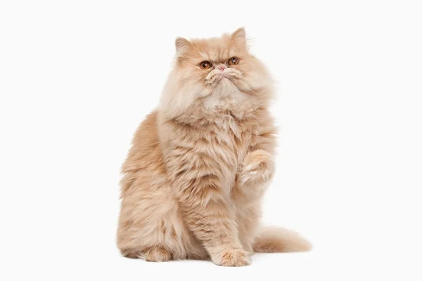 Kedi. Beyaz zemin üzerine kırmızı Farsça kedi