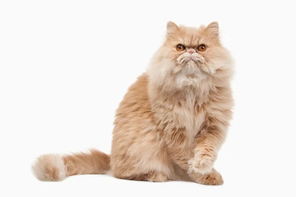 Cat. Red persian cat on white background — Stock Photo, Image