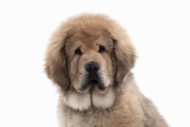 Köpek. Beyaz arka plan üzerinde Tibetli mastiff köpek yavrusu