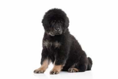 Köpek. Beyaz arka plan üzerinde Tibetli mastiff köpek yavrusu