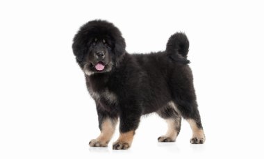 Köpek. Beyaz arka plan üzerinde Tibetli mastiff köpek yavrusu