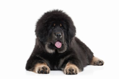 Köpek. Beyaz arka plan üzerinde Tibetli mastiff köpek yavrusu
