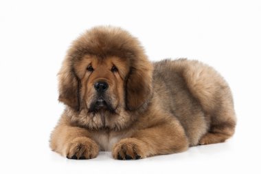 Köpek. Beyaz arka plan üzerinde Tibetli mastiff köpek yavrusu
