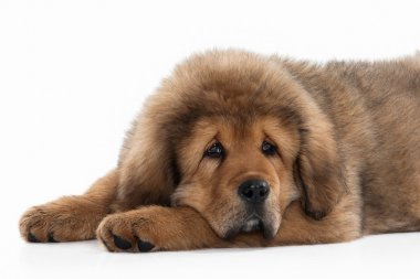 Köpek. Beyaz arka plan üzerinde Tibetli mastiff köpek yavrusu