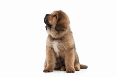 Köpek. Beyaz arka plan üzerinde Tibetli mastiff köpek yavrusu
